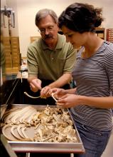 Comparing deer bones to comparative collection