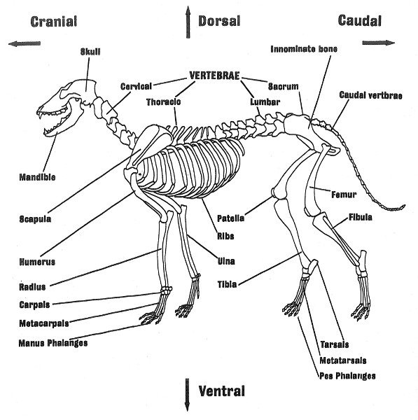 Types and Parts of Bones | Reading Ancient Animal Remains