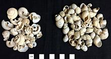 gastropods-modoc