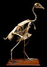 prairiechicken-skeleton